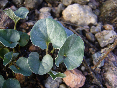 Plancia ëd Dichondra sericea Sw.