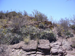 Plancia ëd Dyckia velascana Mez