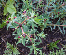 Image of Euphorbia portulacoides L.