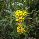 Image of Flourensia oolepis S. F. Blake