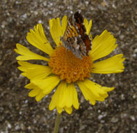 Image of Gaillardia megapotamica Baker