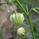 Image of Gaya parviflora (Phil.) A. Krapov.