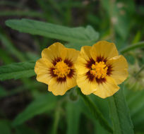 صورة Gaya parviflora (Phil.) A. Krapov.