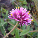 Image of Gomphrena pulchella subsp. rosea (Grisb.) T. M. Pedersen