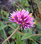 Gomphrena pulchella subsp. rosea (Grisb.) T. M. Pedersen resmi