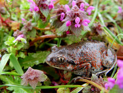 Image of Common Spadefoot