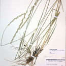Image of thickspike wheatgrass