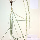 Elymus stebbinsii Gould的圖片