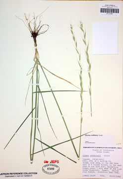 Image of Parish wheatgrass