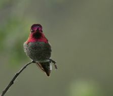 Image of Anna's Hummingbird