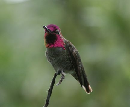 Image of Anna's Hummingbird