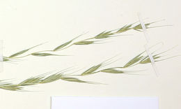 Imagem de Elymus stebbinsii Gould