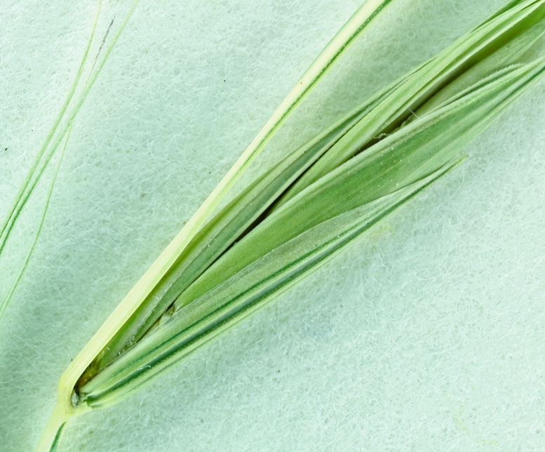 Imagem de Elymus stebbinsii Gould