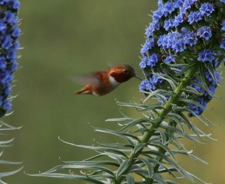 Image of Allen's Hummingbird