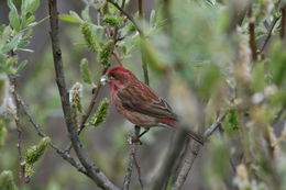 Image of Purple Finch