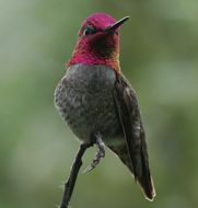 Image of Anna's Hummingbird