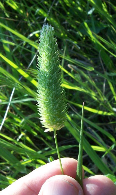 Image of Lesser Canary-grass