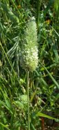 Image of Lesser Canary-grass