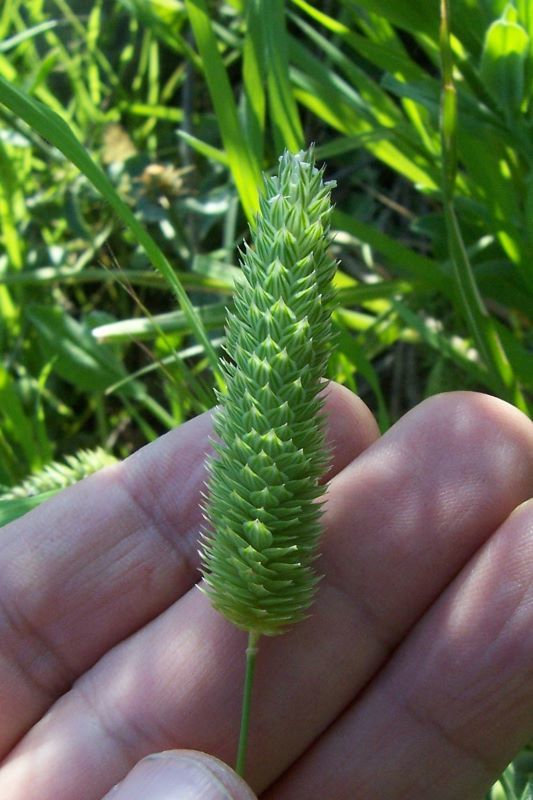 Image of Lesser Canary-grass