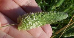 Image of Lesser Canary-grass