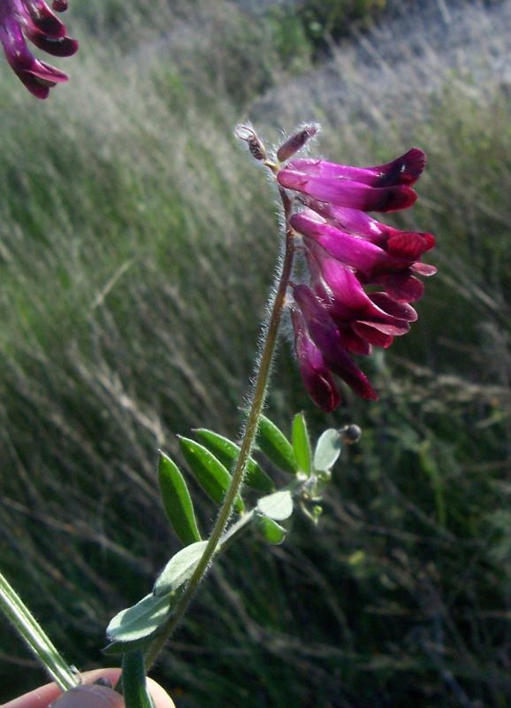 Image of reddish tufted vetch