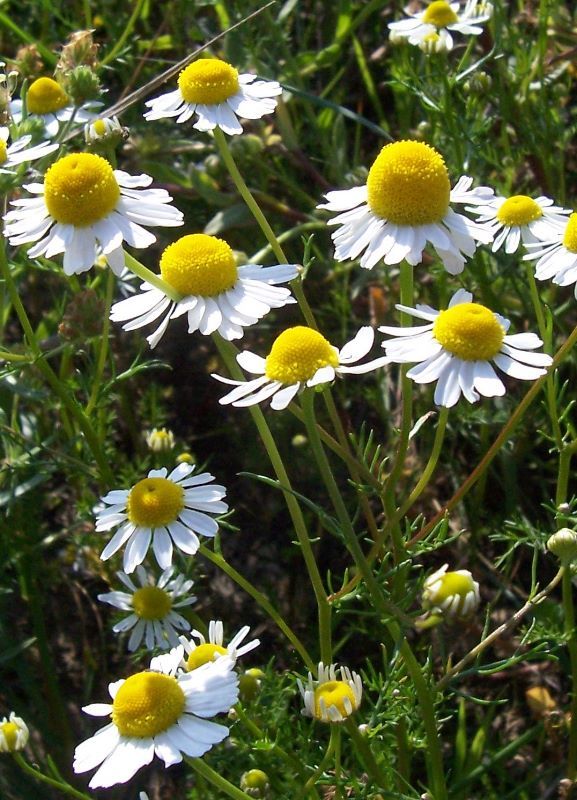 Image of False chamomile