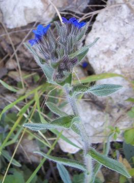 Image of alkanet