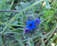 Image of alkanet