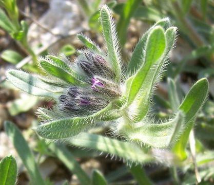 Image of alkanet