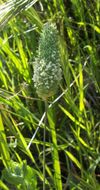 Image of Lesser Canary-grass