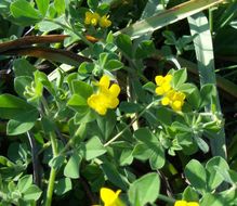 Image of Southern Bird's-foot-trefoil