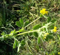 Слика од Lotus ornithopodioides L.