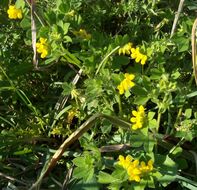 Image of Southern Bird's-foot-trefoil