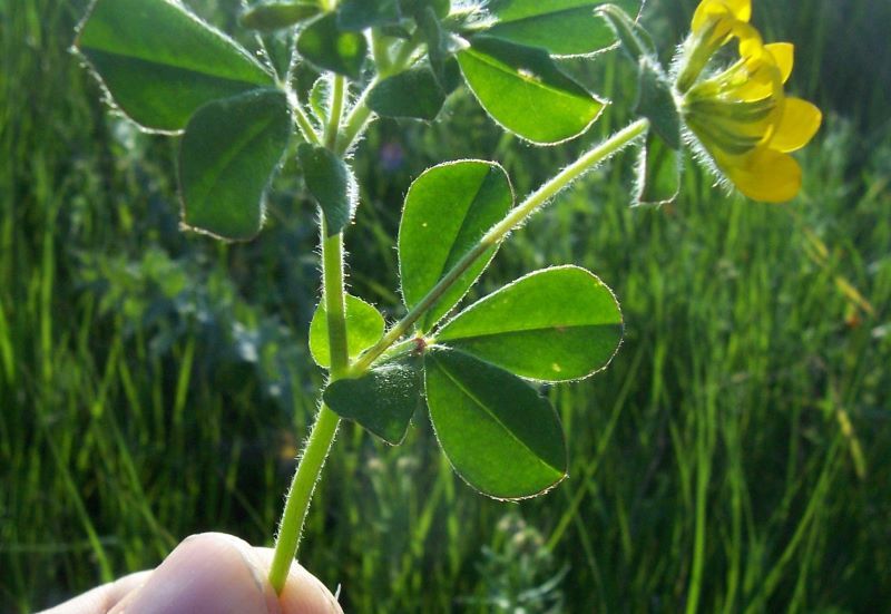 Слика од Lotus ornithopodioides L.