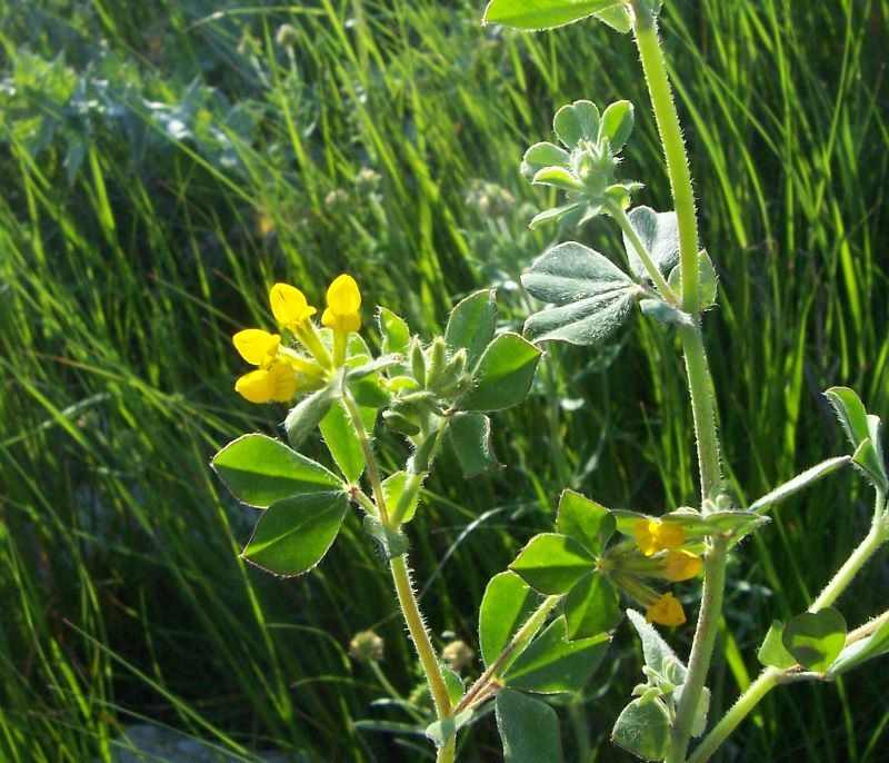 Слика од Lotus ornithopodioides L.