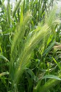 Hordeum murinum L.的圖片