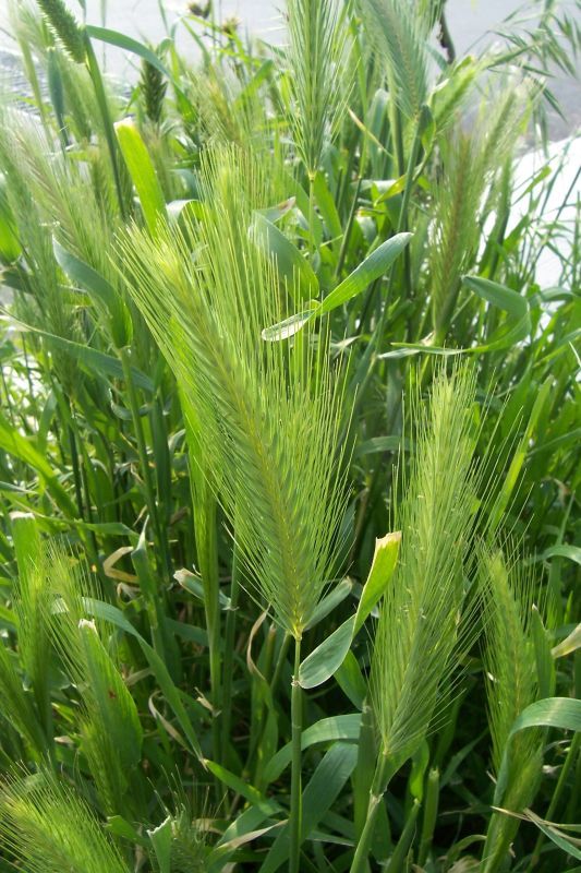 Image of mouse barley