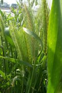 Image of mouse barley