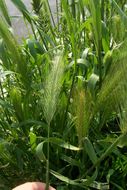 Hordeum murinum L.的圖片