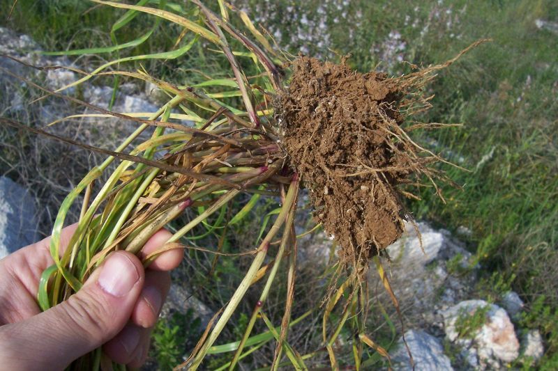 Image of mouse barley