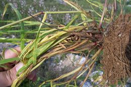 Image of mouse barley