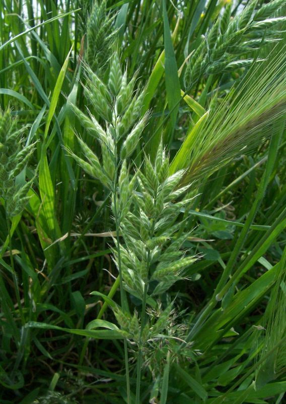 Imagem de Bromus ferronii Mabille