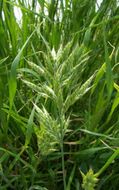 Bromus ferronii Mabille的圖片