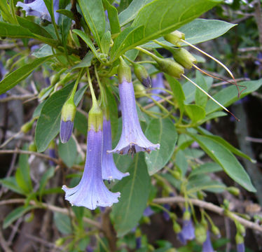 Image of Blue Angel's Trumpet