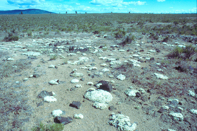 Image of blue dwarf fleabane