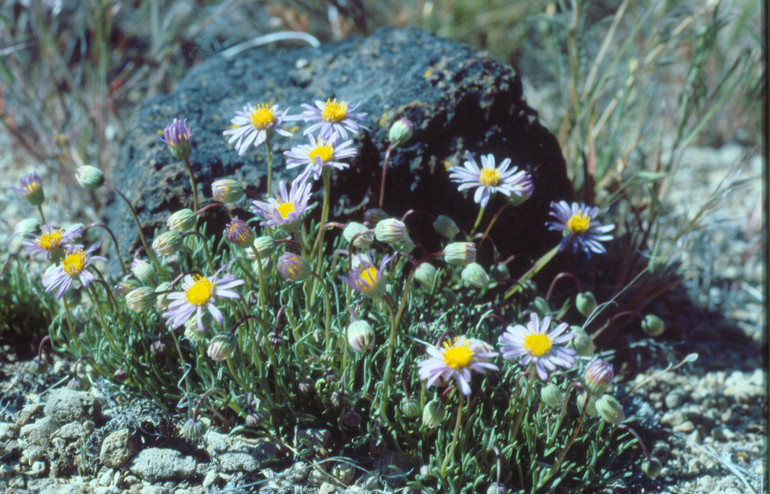 Image of blue dwarf fleabane