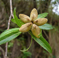 Kageneckia lanceolata Ruiz & Pav.的圖片