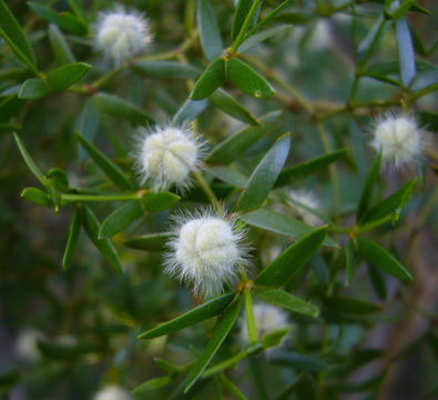 Image of Larrea divaricata Cav.