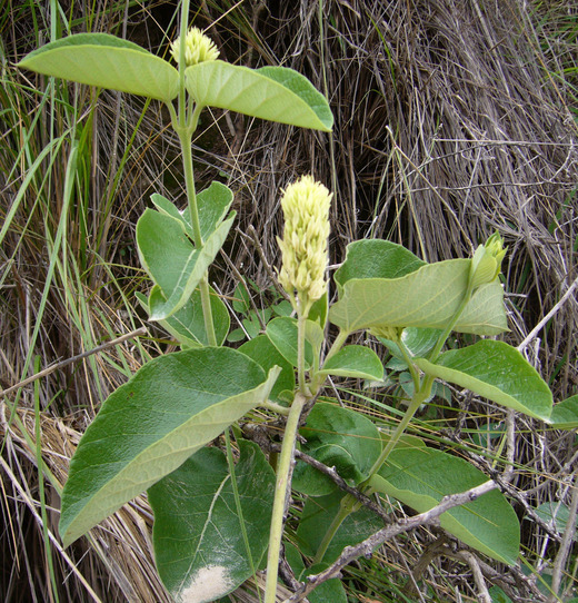 Image of Mandevilla pentlandiana (A. DC.) R. E. Woodson