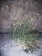 Image of rush milkweed